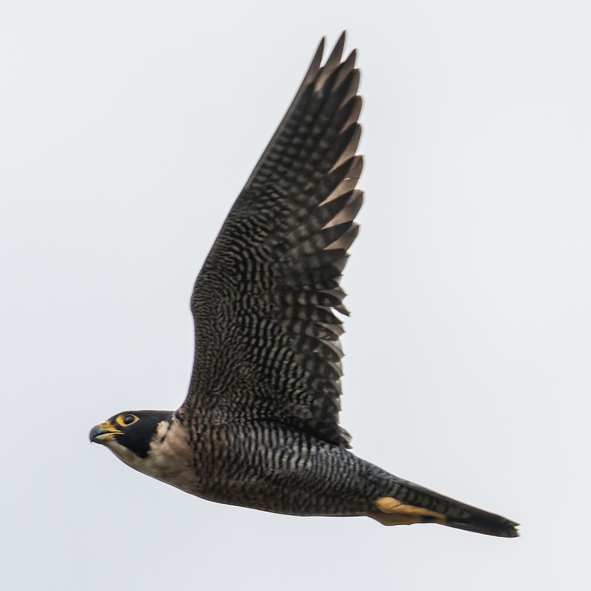 Peregrine Falcon (Indo-Pacific) - ML507594041