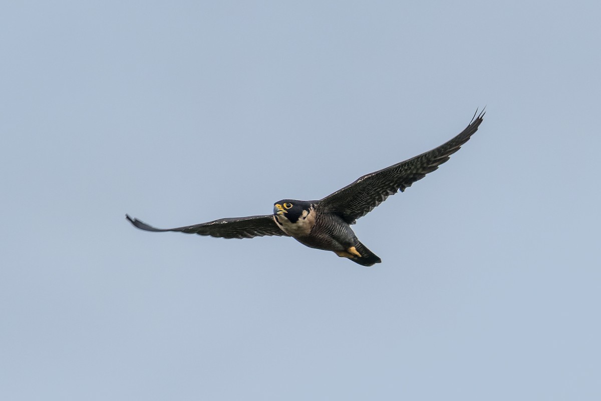 Peregrine Falcon (Indo-Pacific) - ML507594061
