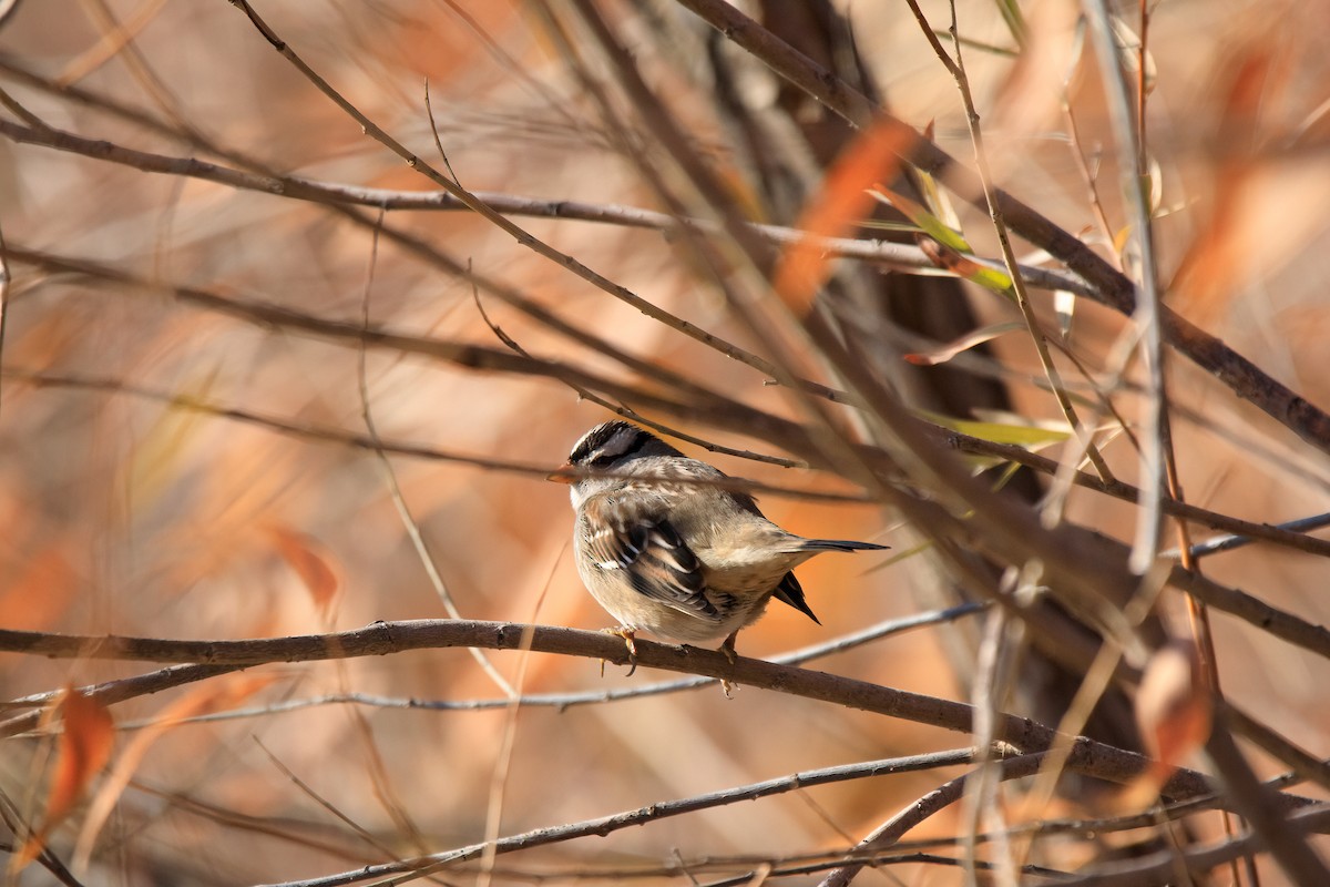 White-crowned Sparrow - ML507597971