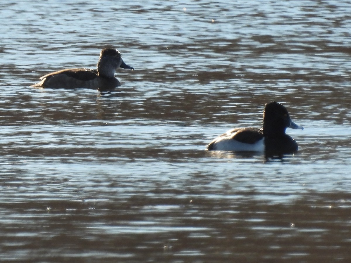 Ring-necked Duck - ML507599981