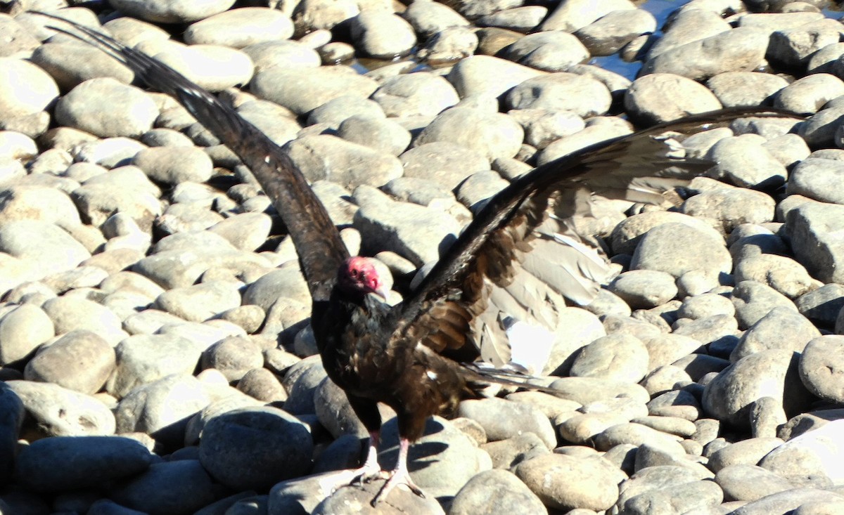 Turkey Vulture - ML507600191