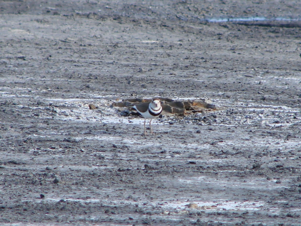 Three-banded Plover - ML507606751