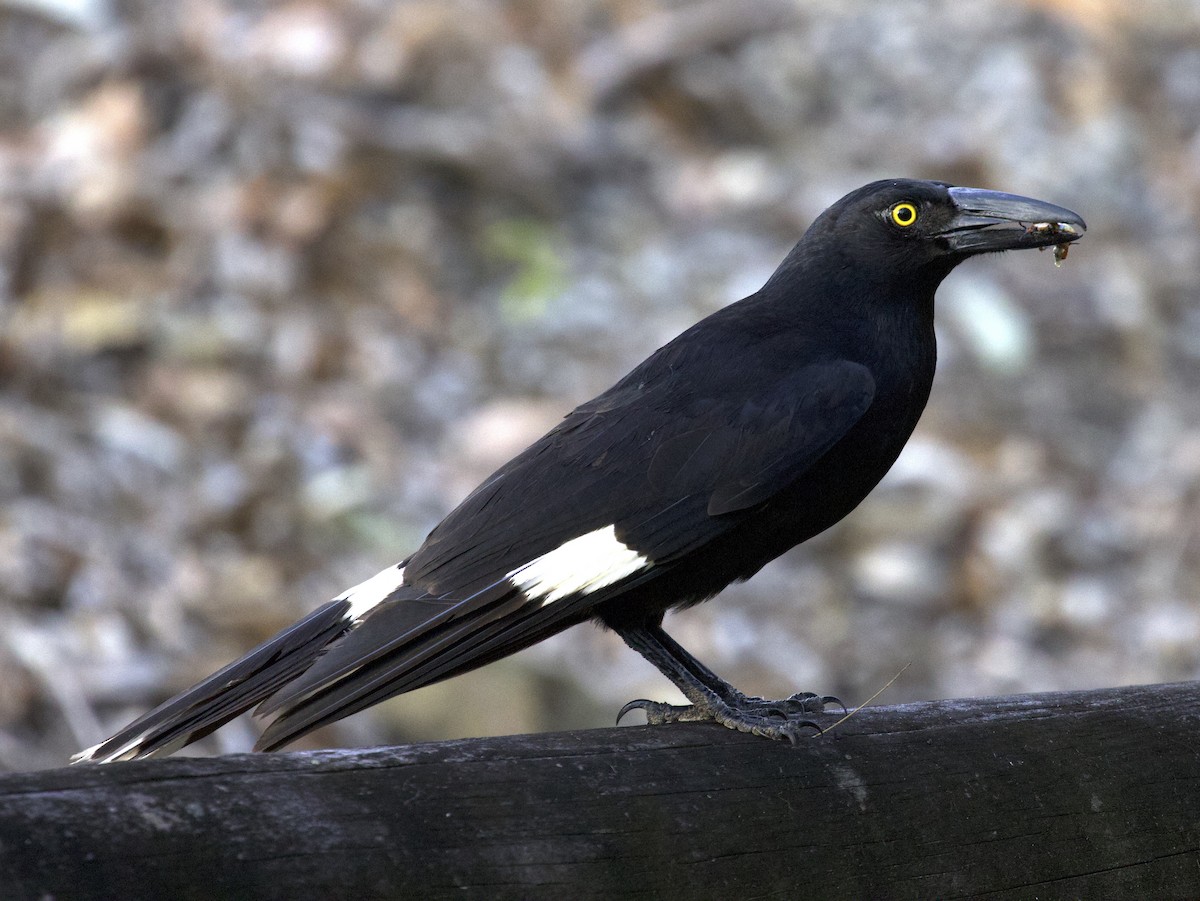 Pied Currawong - ML507612221
