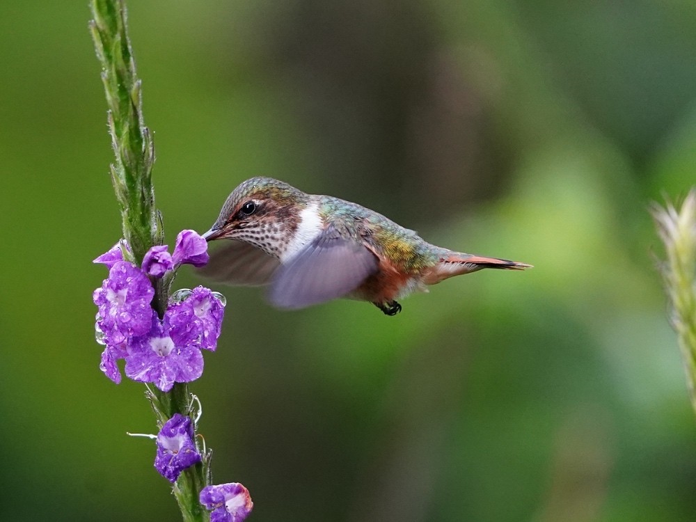 Scintillant Hummingbird - Carlos Ulate