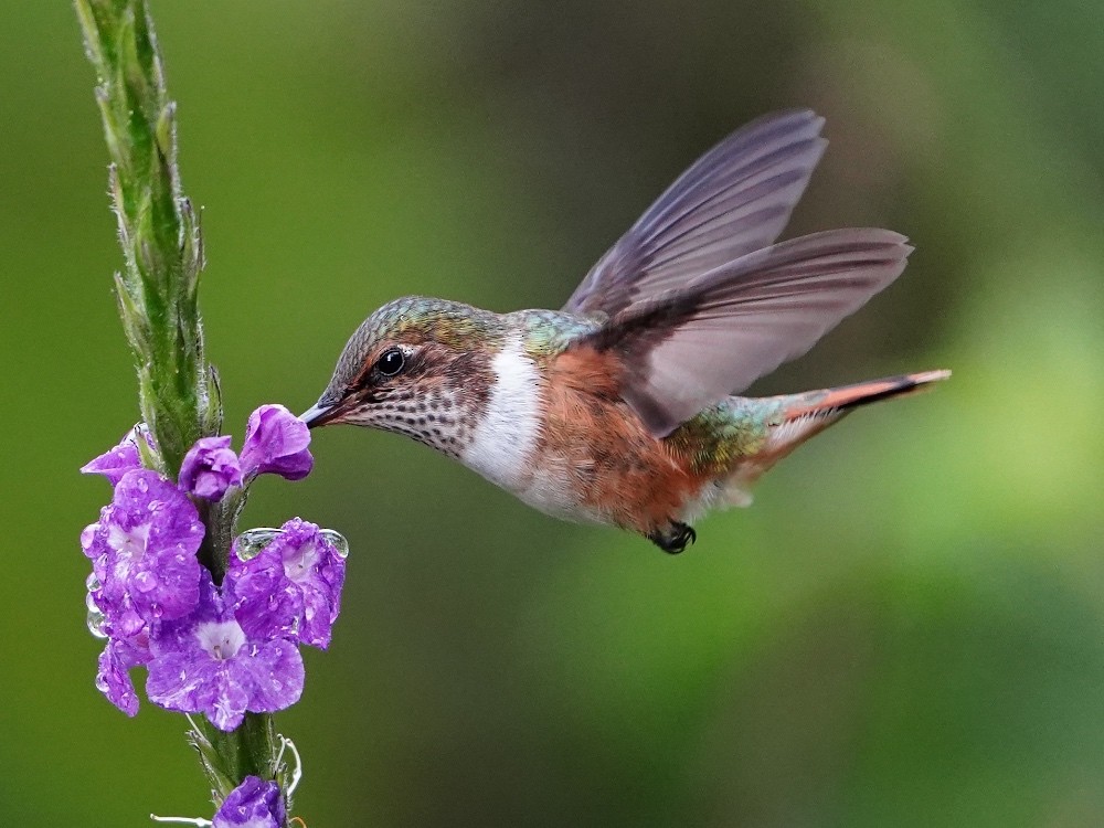 Scintillant Hummingbird - ML507612351