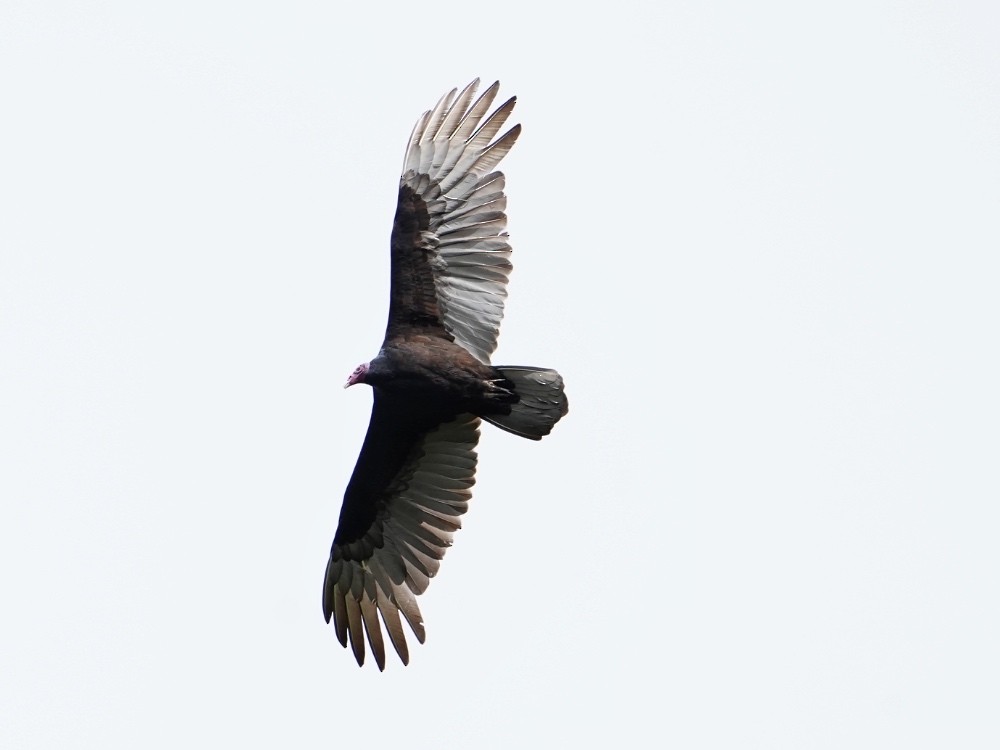 Turkey Vulture - Carlos Ulate