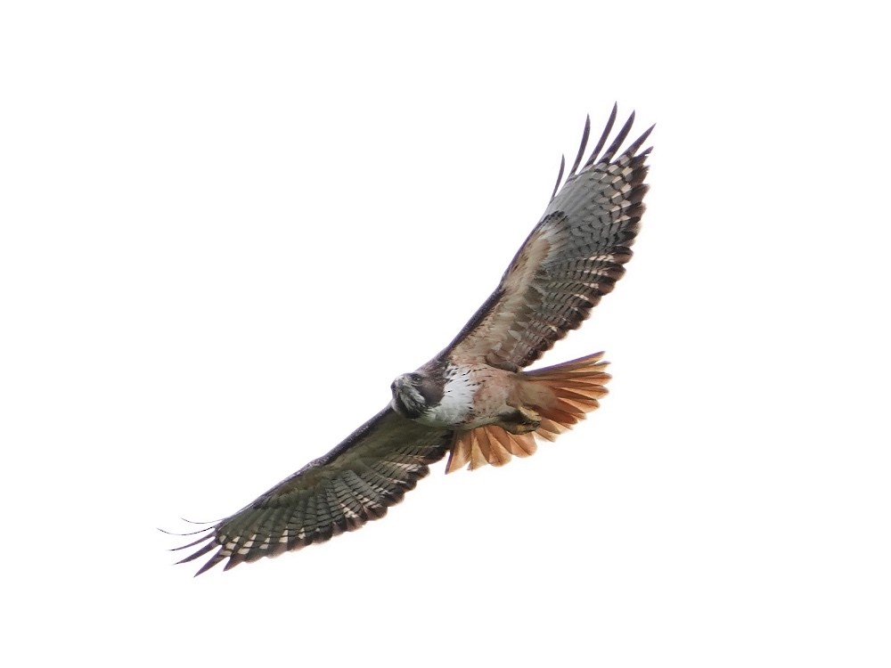 Red-tailed Hawk - Carlos Ulate