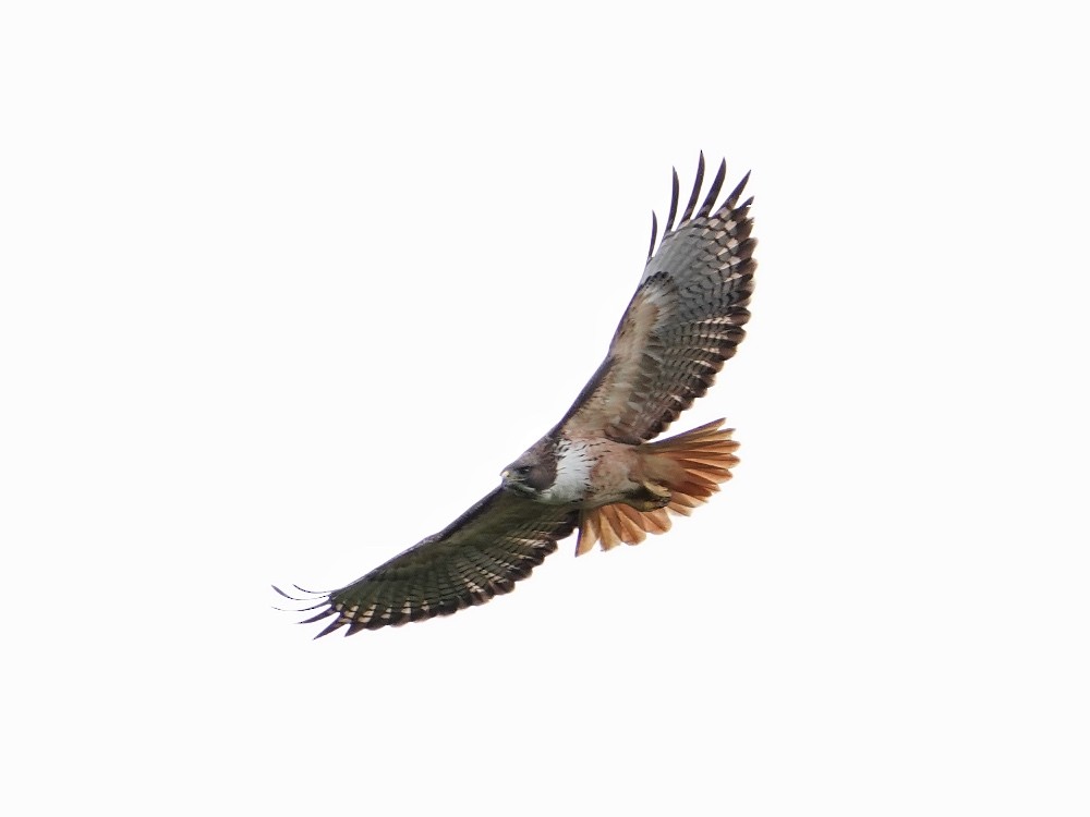 Red-tailed Hawk - ML507612591