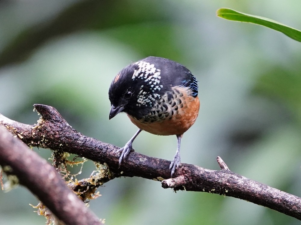 Spangle-cheeked Tanager - Carlos Ulate