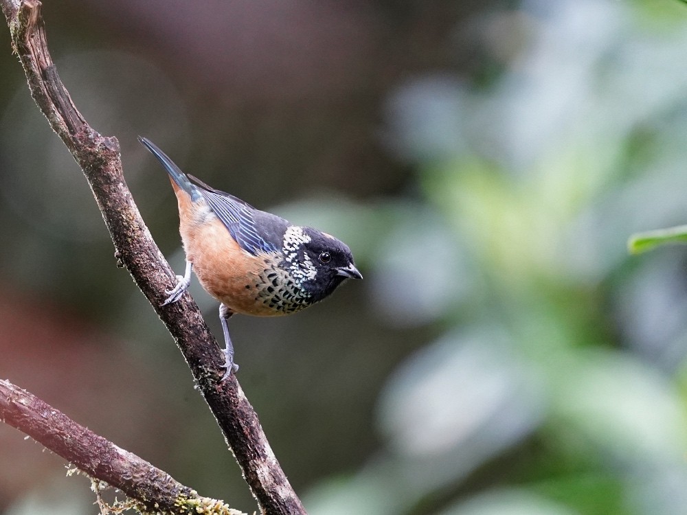 Spangle-cheeked Tanager - Carlos Ulate