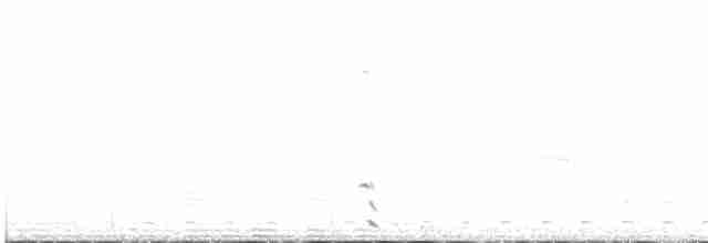 holub harlekýn - ML507613811