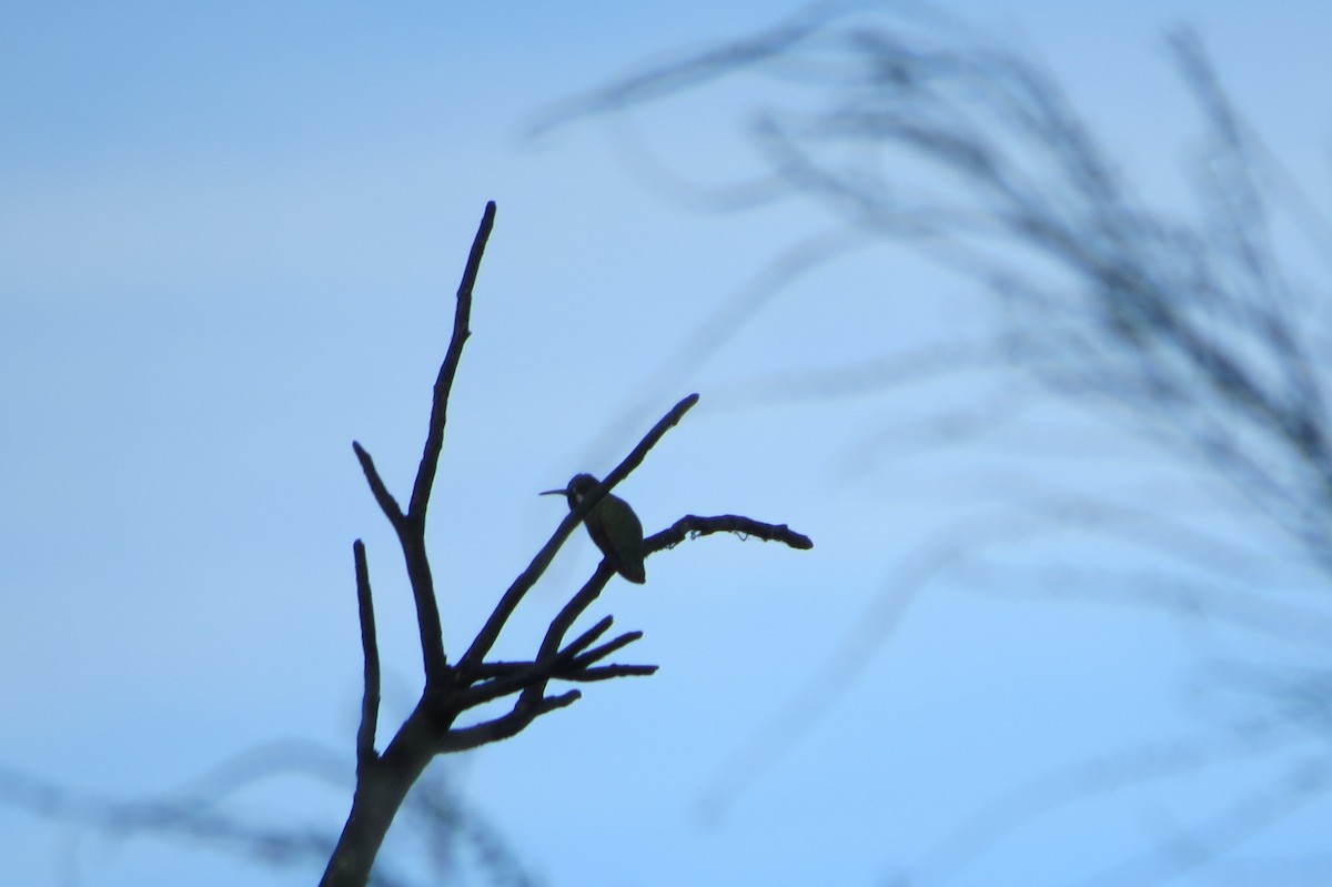 Costa's Hummingbird - ML507618951