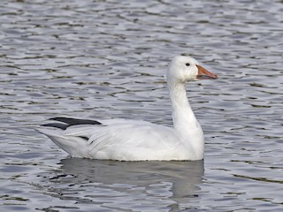 Snow Goose, ML50762051