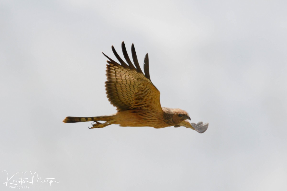 Spotted Harrier - ML507621741