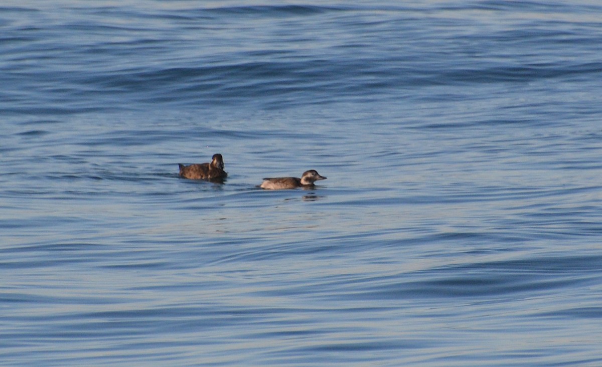 Long-tailed Duck - ML507624461
