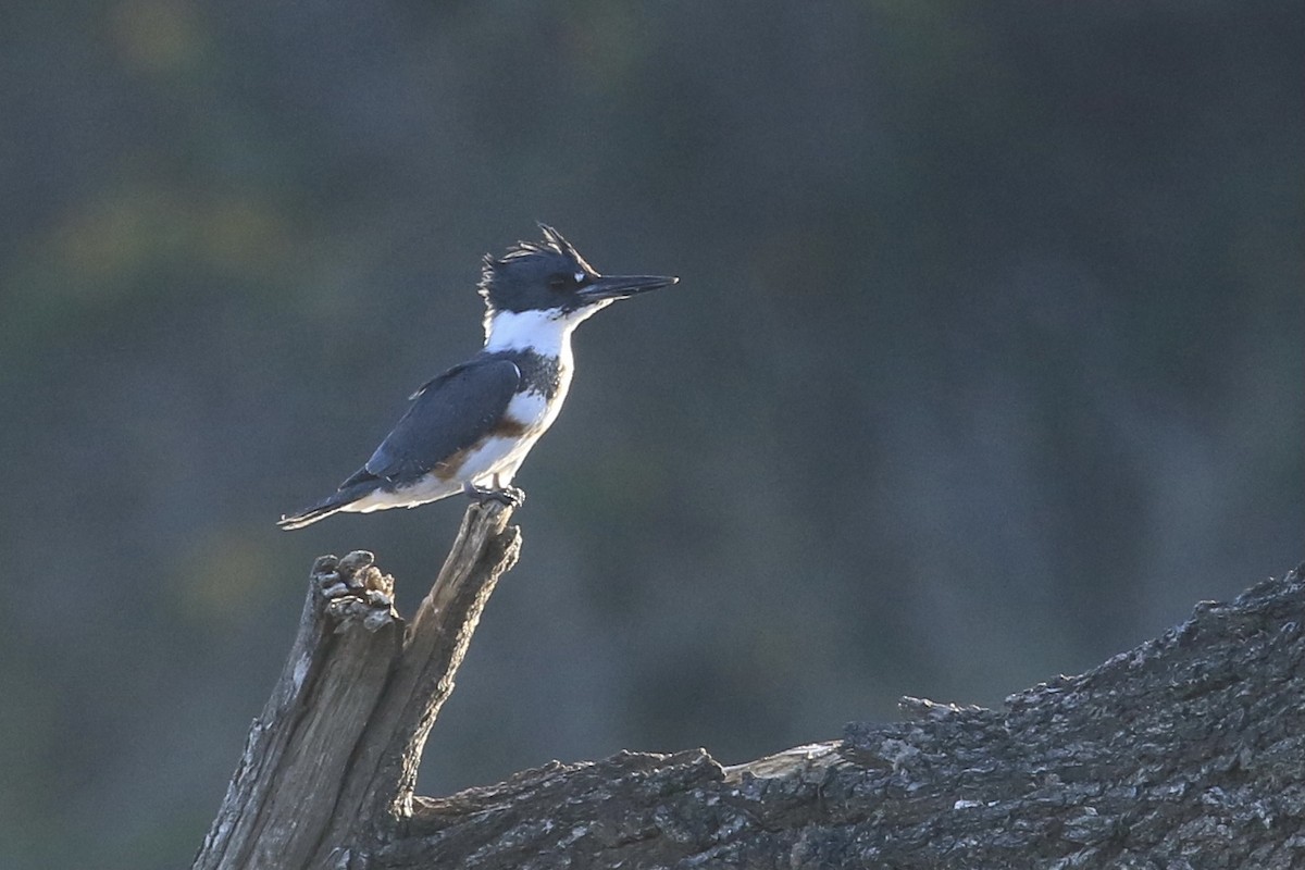 Belted Kingfisher - ML507626681