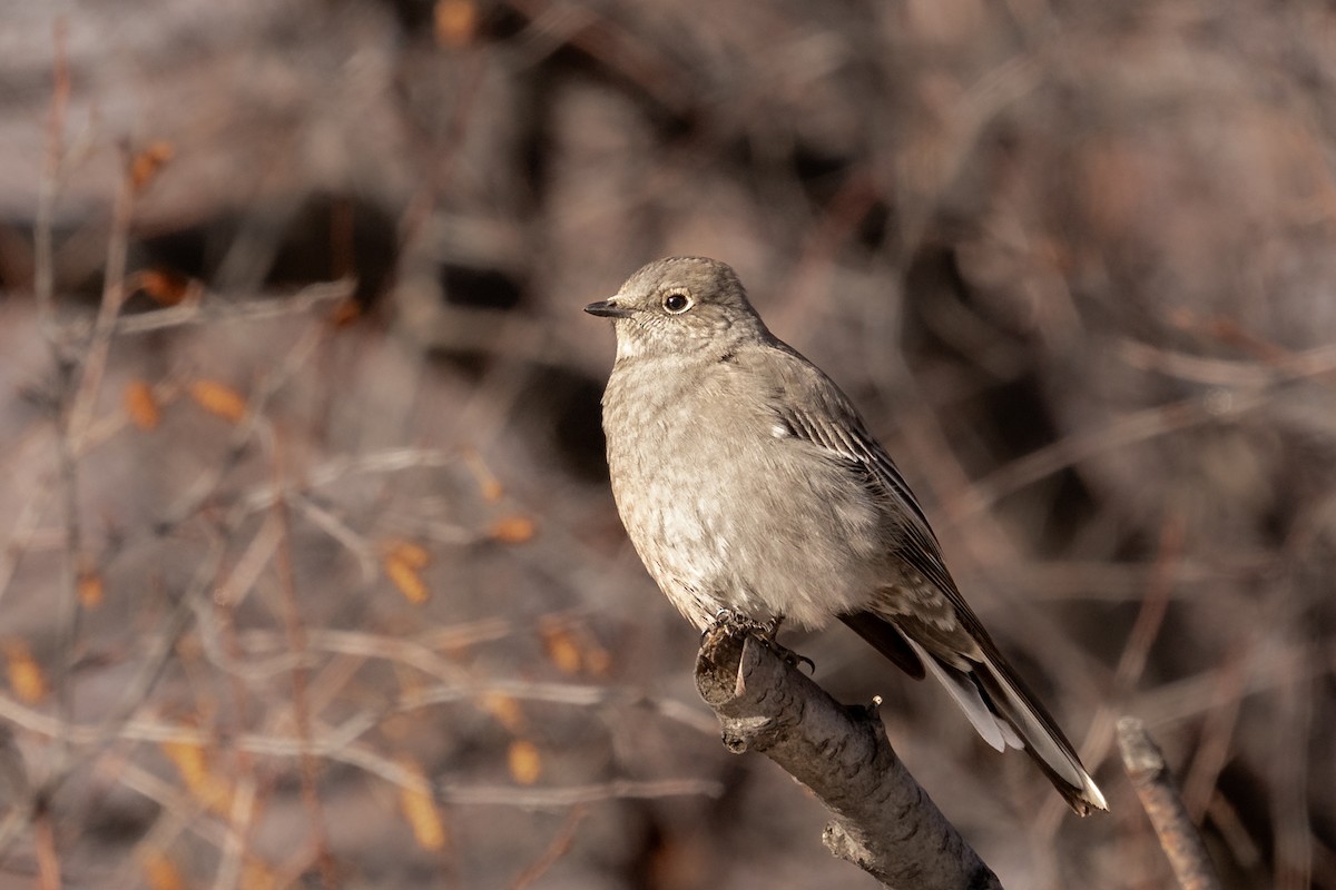 Townsend's Solitaire - Shawn Moorman