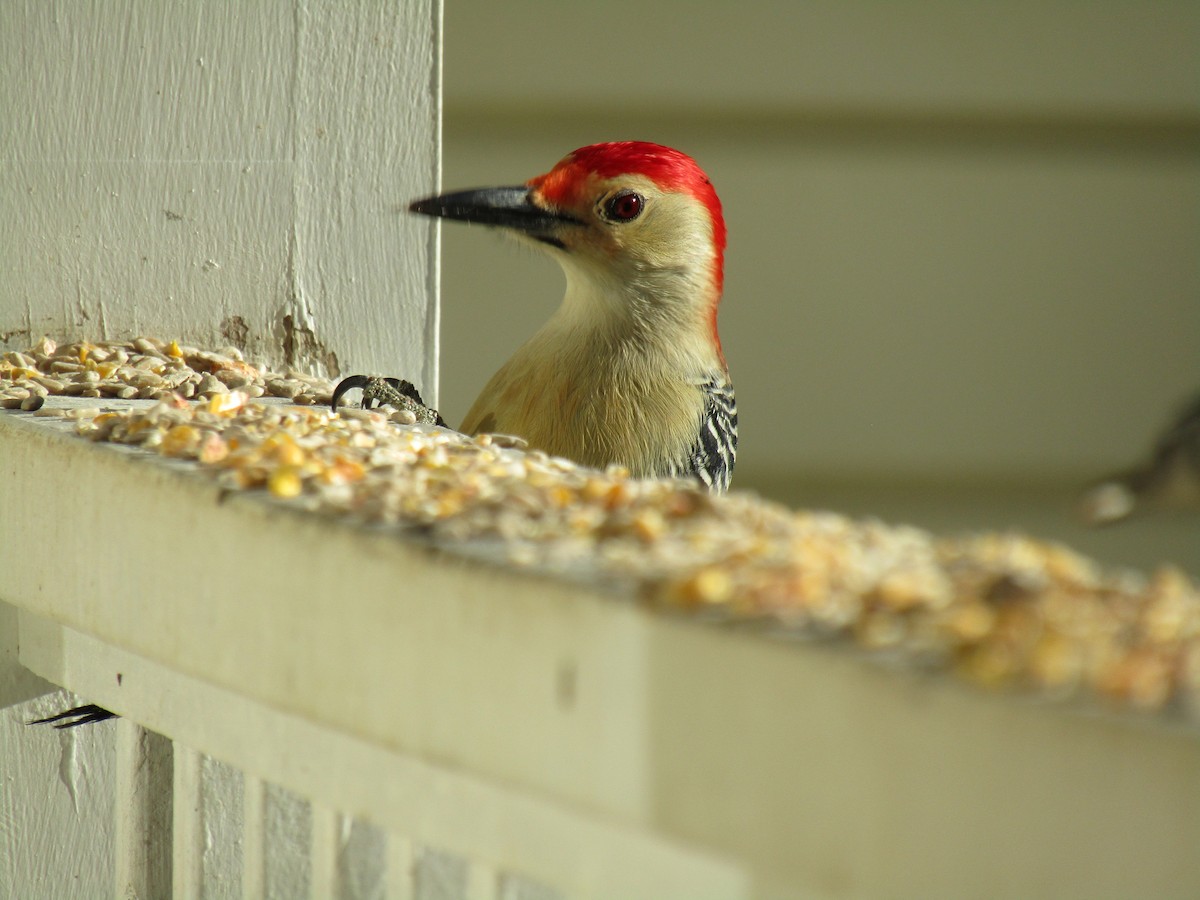 Red-bellied Woodpecker - ML507629901