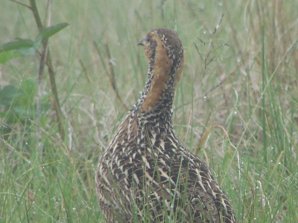 Red-winged Francolin - ML507630971