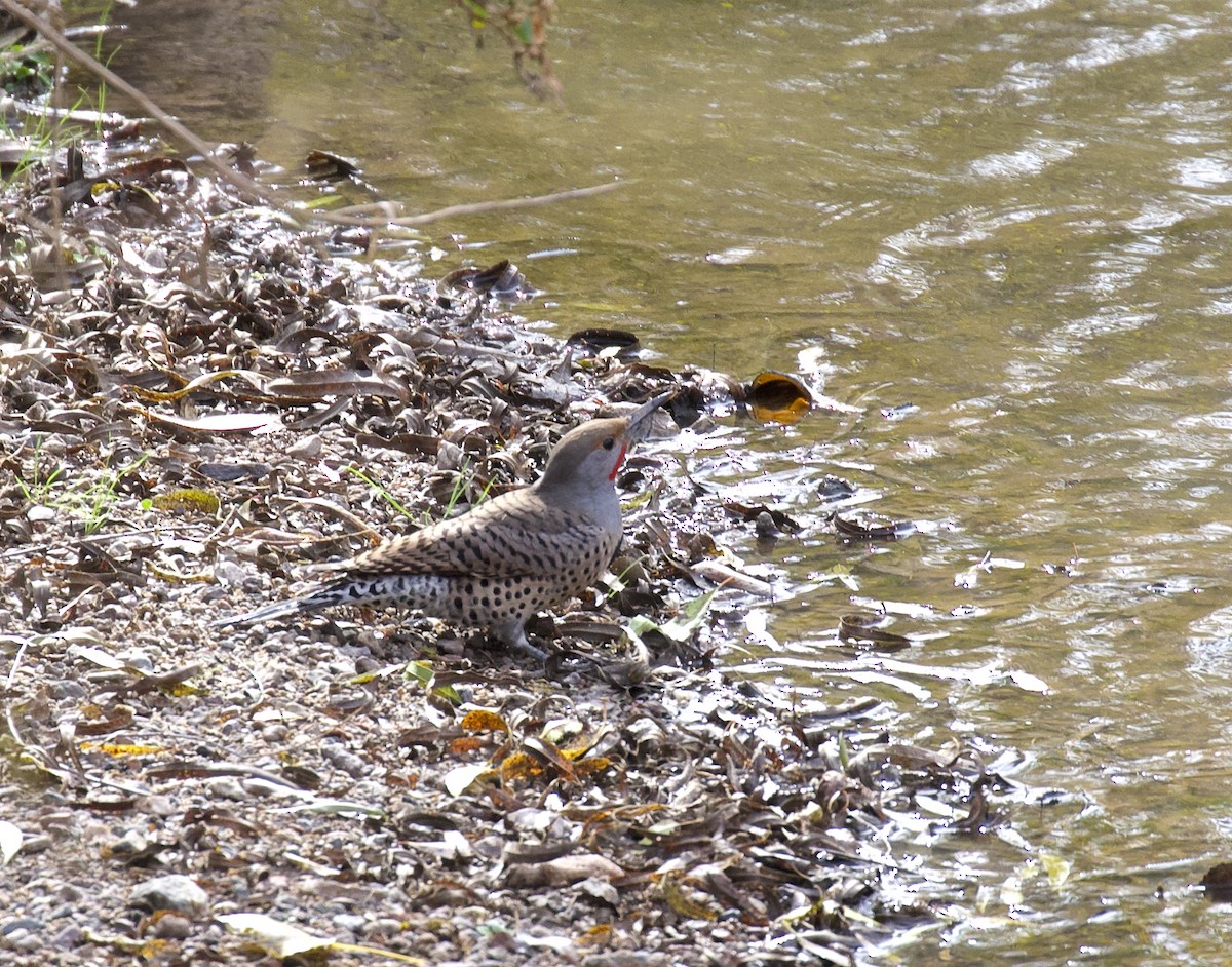 Northern Flicker (Red-shafted) - ML507640531