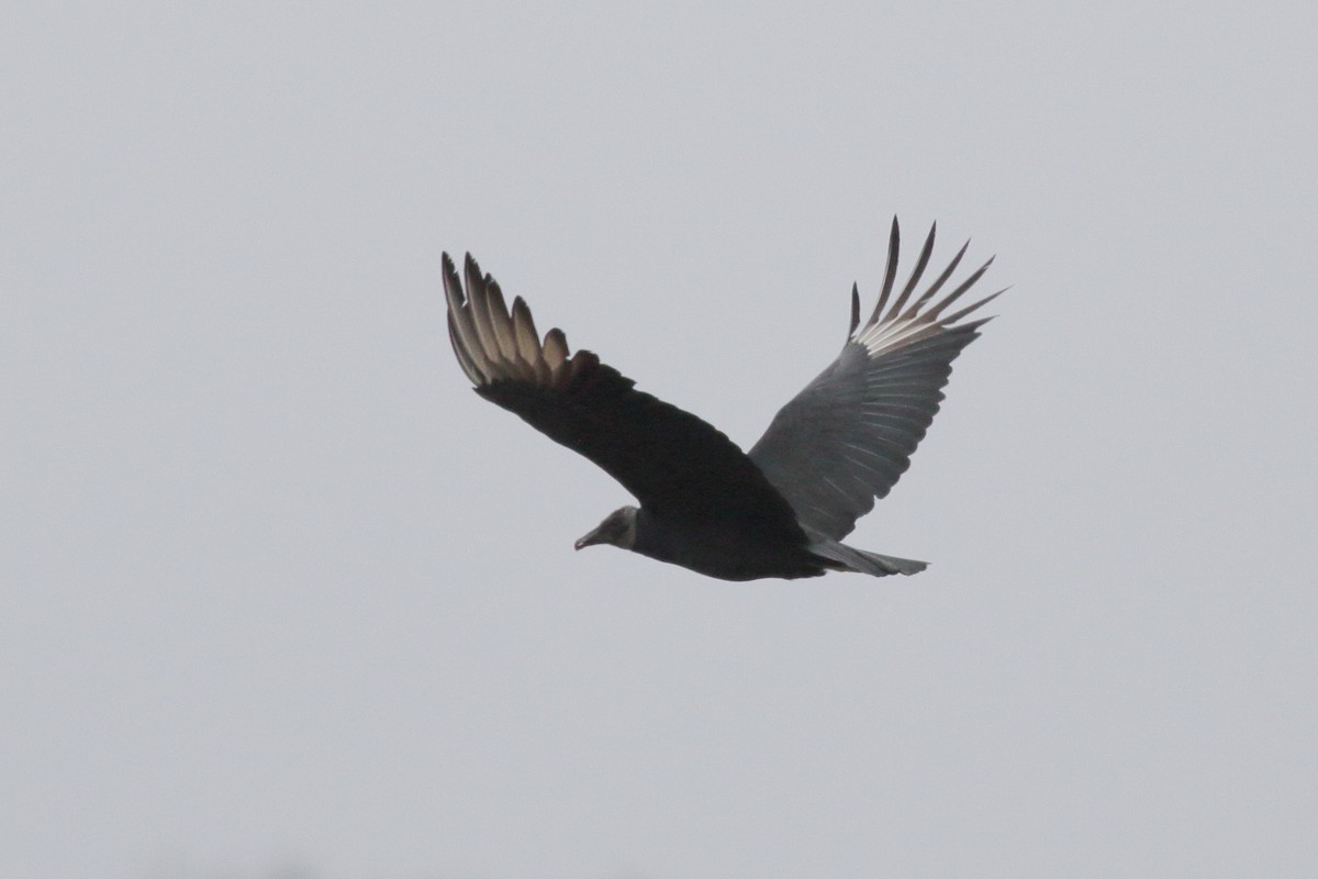 Black Vulture - ML507641201