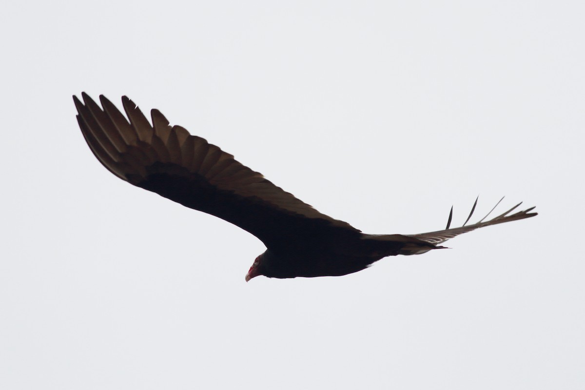 Turkey Vulture - Richard Stanton