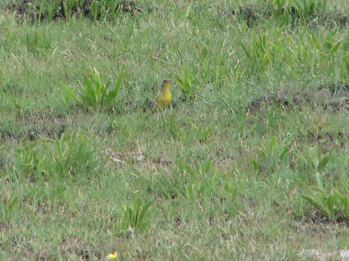 Yellow-breasted Pipit - ML507641881
