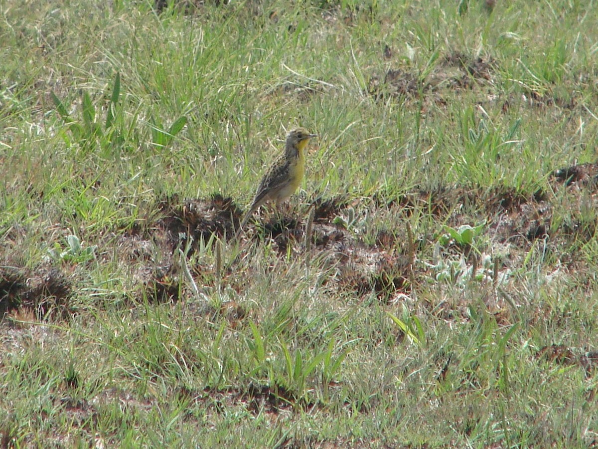 Yellow-breasted Pipit - ML507641891