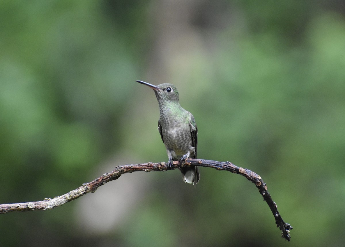 Scaly-breasted Hummingbird - Matthew Voelker