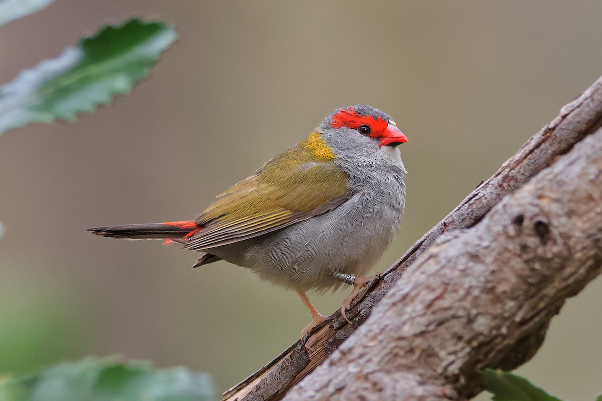 Red-browed Firetail - ML507643241