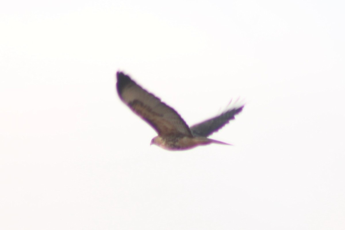 Red-tailed Hawk (calurus/alascensis) - ML507643821
