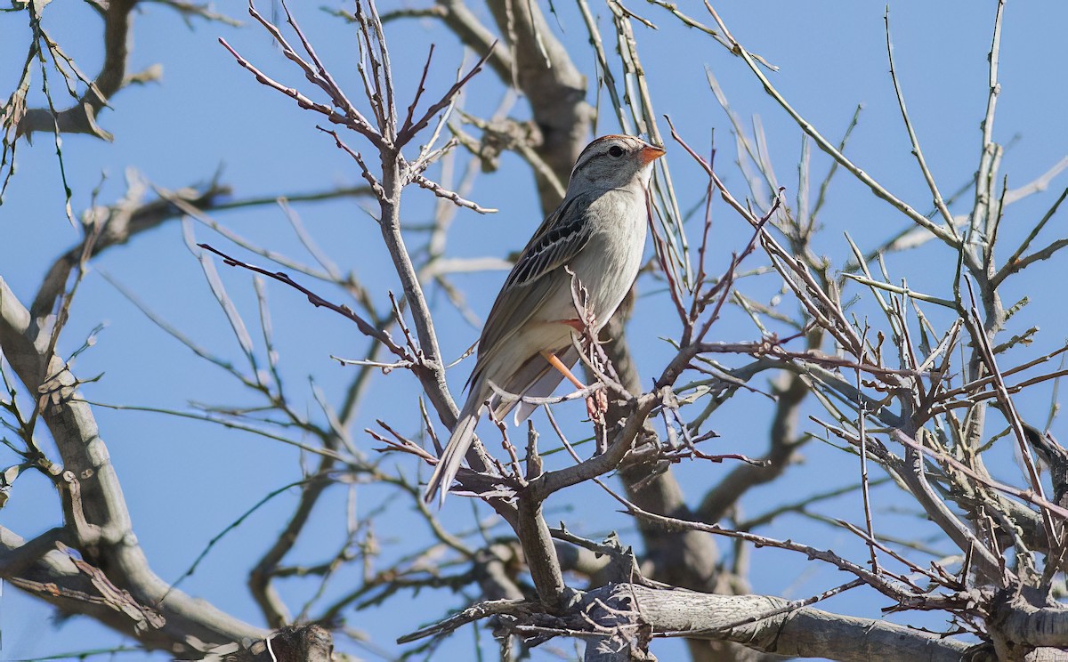 Rufous-winged Sparrow - ML507650541