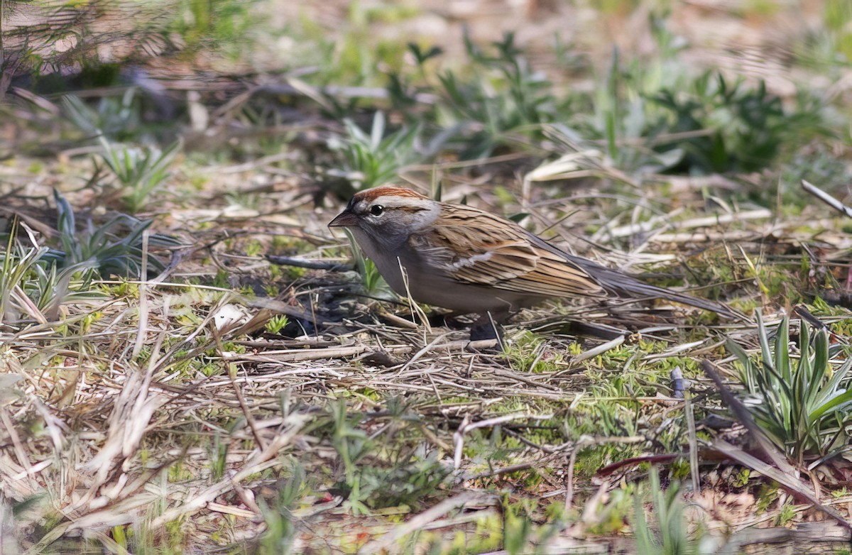 Chipping Sparrow - ML507650561