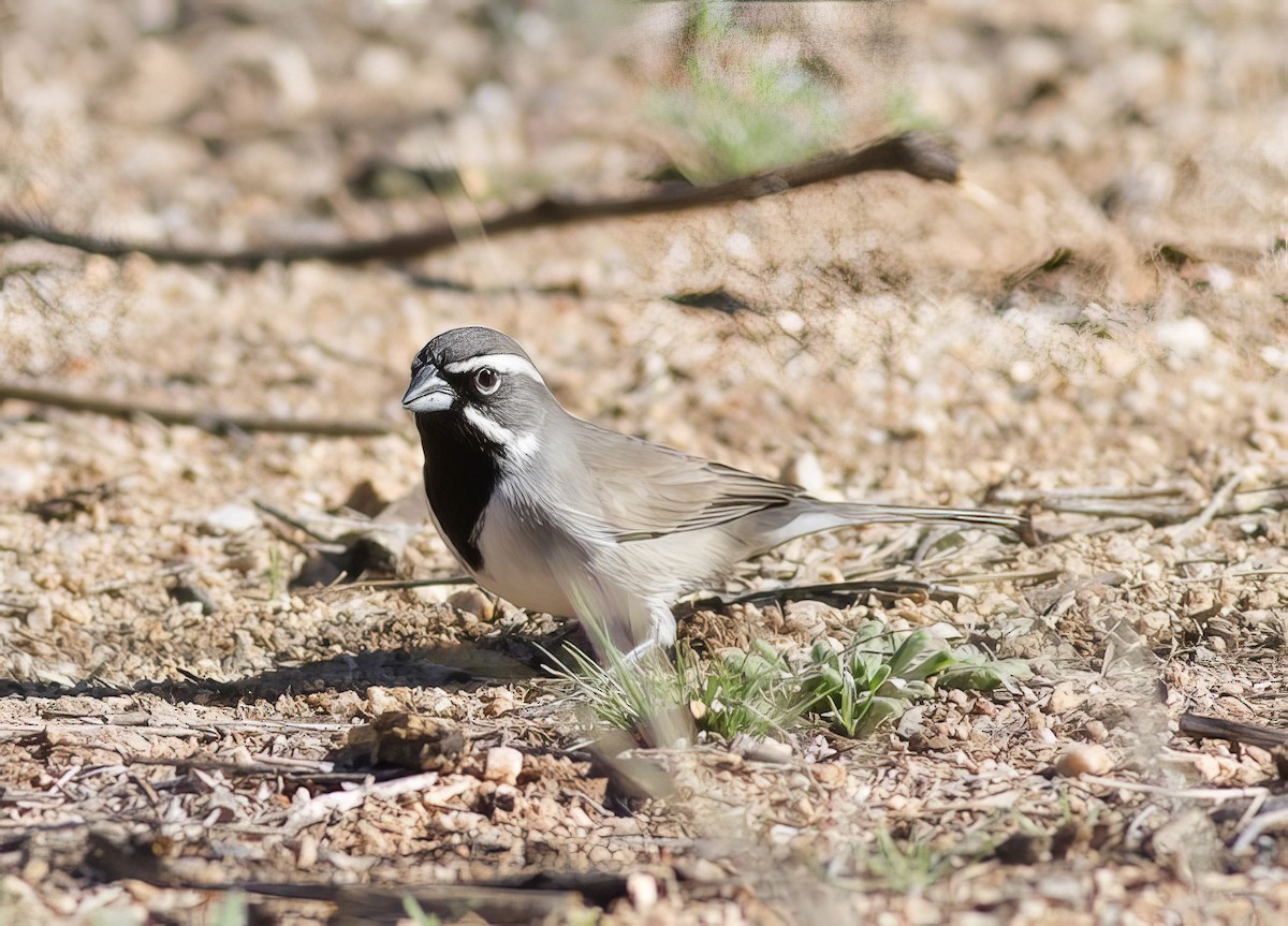 Black-throated Sparrow - ML507650611