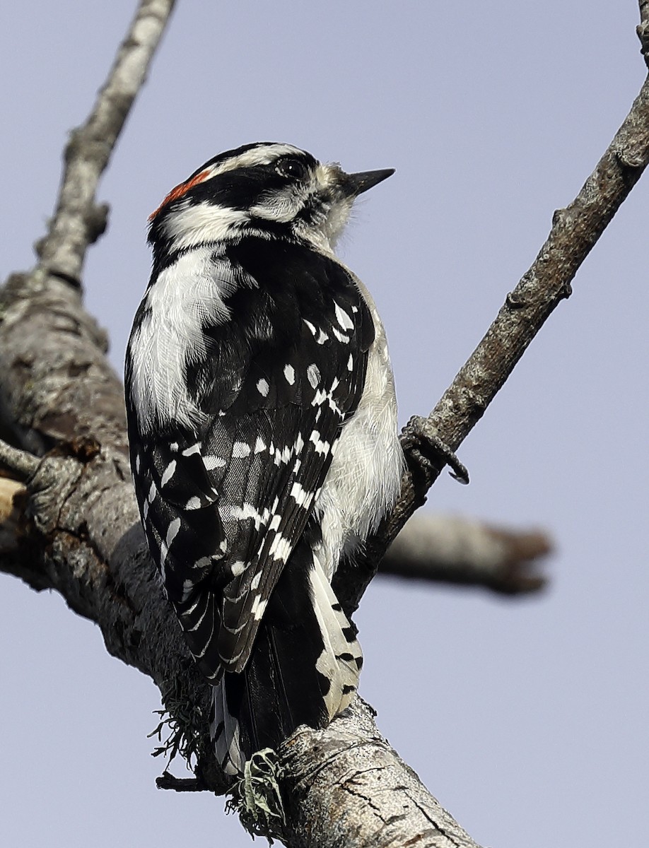Downy Woodpecker - Bill Hill