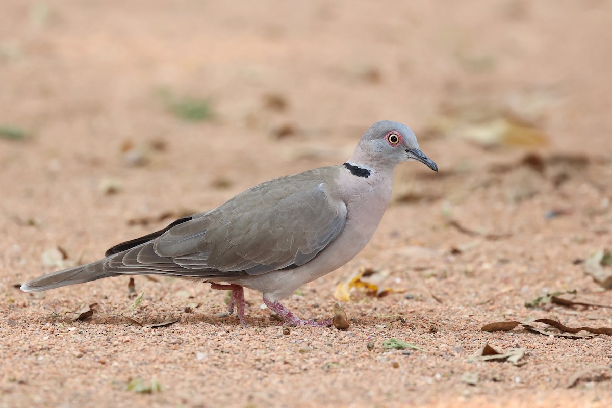 Mourning Collared-Dove - ML507653781