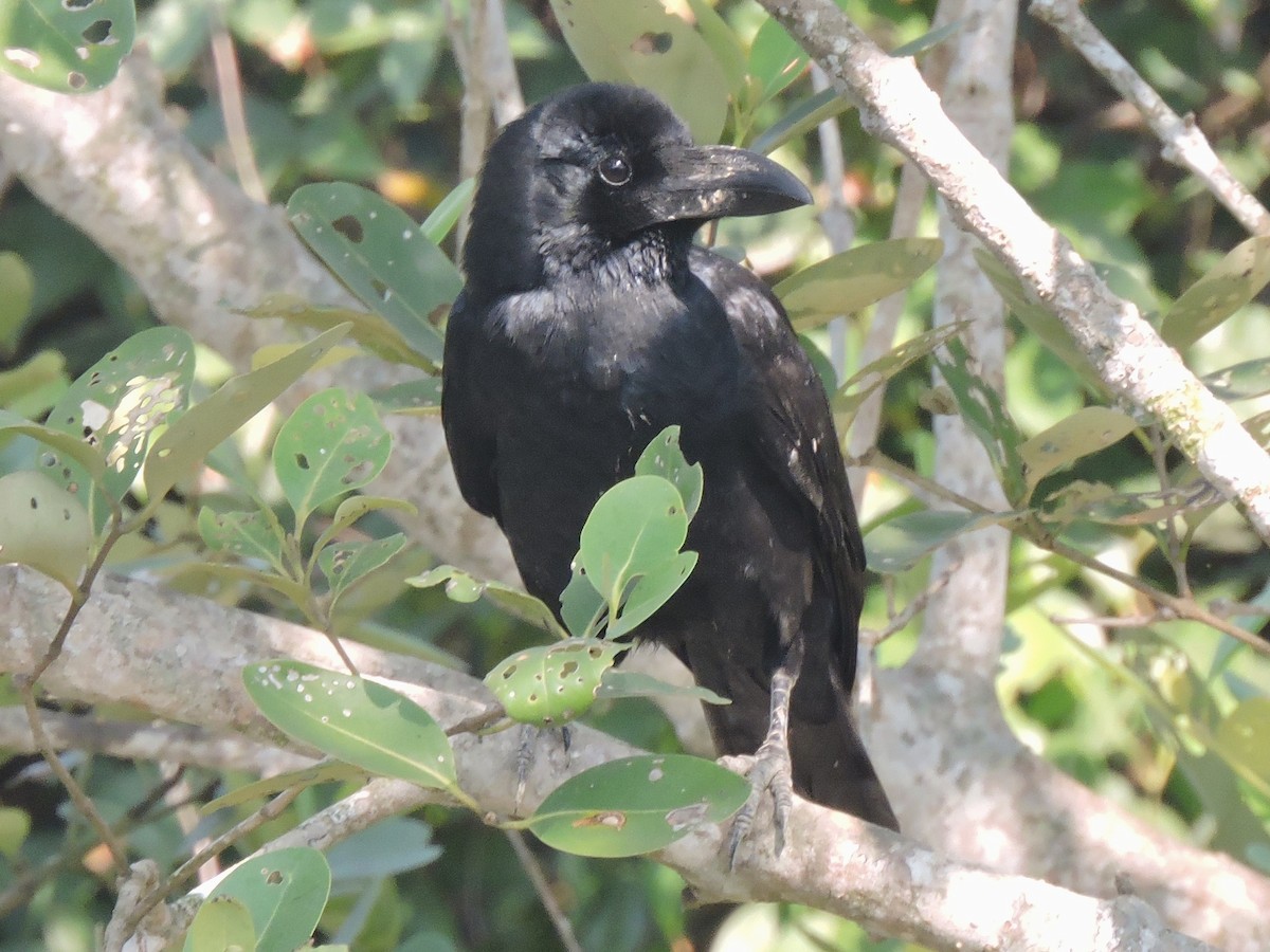 Large-billed Crow - ML507655181