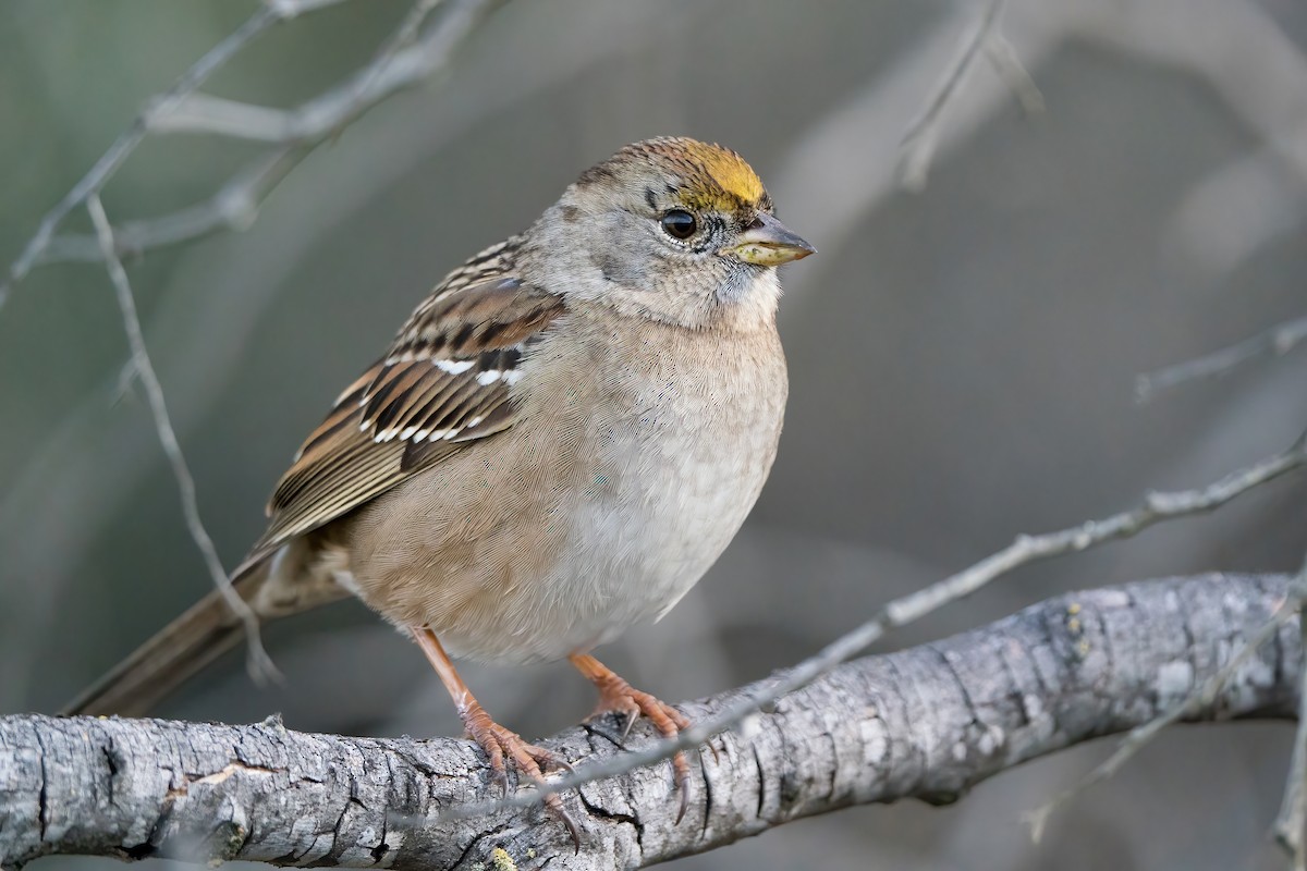 Golden-crowned Sparrow - ML507661981