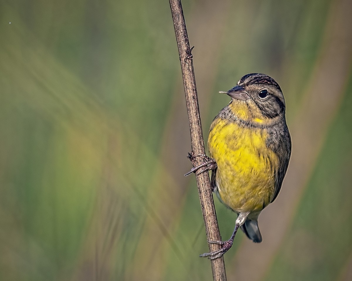 Yellow-breasted Bunting - ML507663811