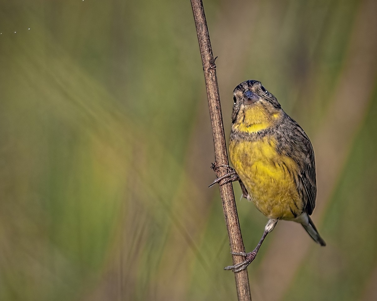 Yellow-breasted Bunting - ML507663831