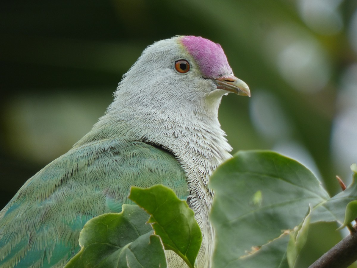 Cook Islands Fruit-Dove - ML507666111