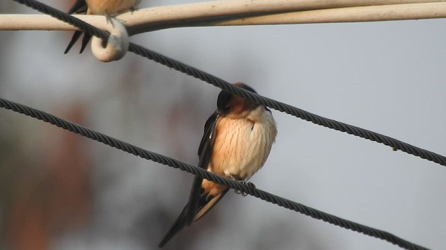 Red-rumped Swallow - ML507666211