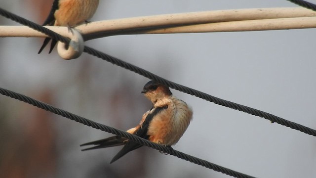 Red-rumped Swallow - ML507666231