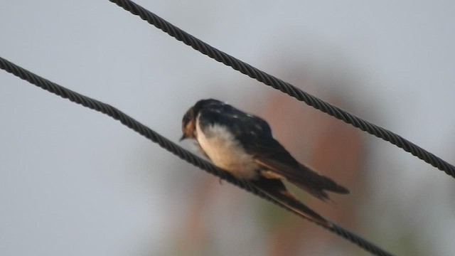 Red-rumped Swallow - ML507666341