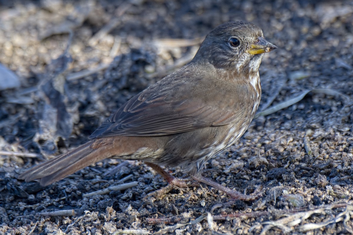 Fox Sparrow (Sooty) - ML507668261