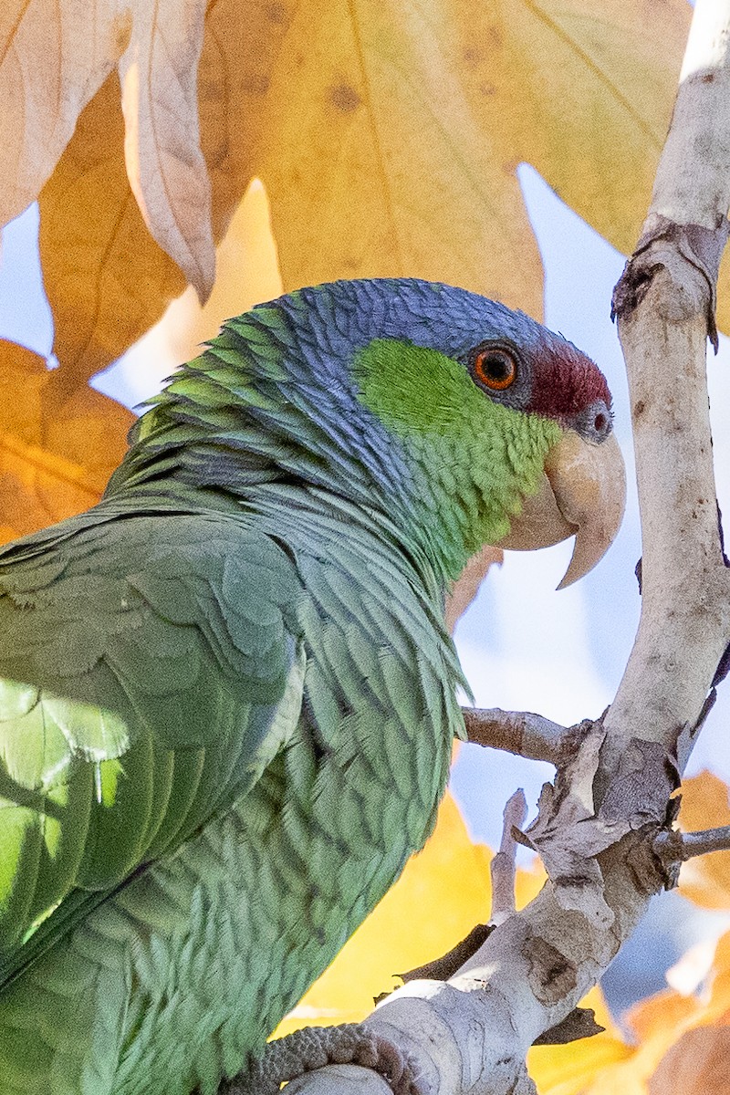 Lilac-crowned Parrot - ML507671331