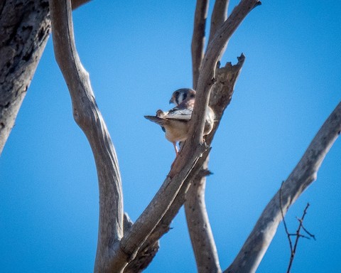 American Kestrel - James Kendall