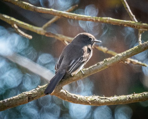 Black Phoebe - James Kendall