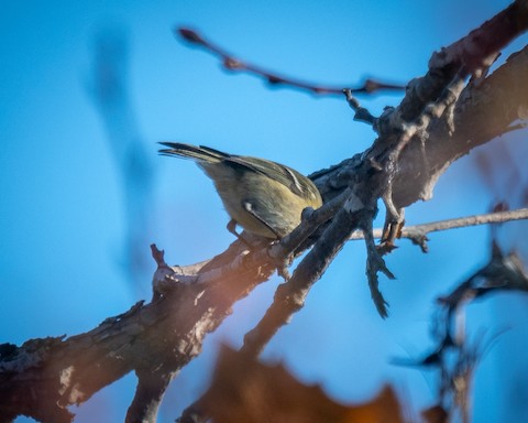 Ruby-crowned Kinglet - James Kendall