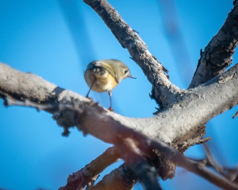 Ruby-crowned Kinglet - James Kendall